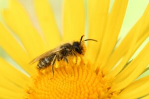 bee-pollinating-a-yellow-flower