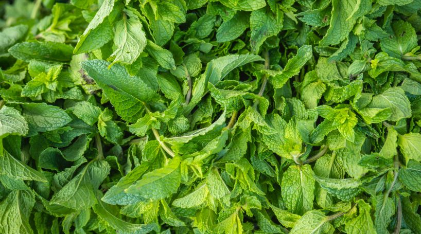 peppermint tea leaves