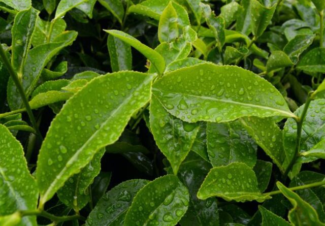 tea plant with water on leaves