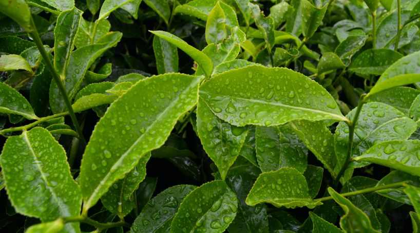 tea plant with water on leaves