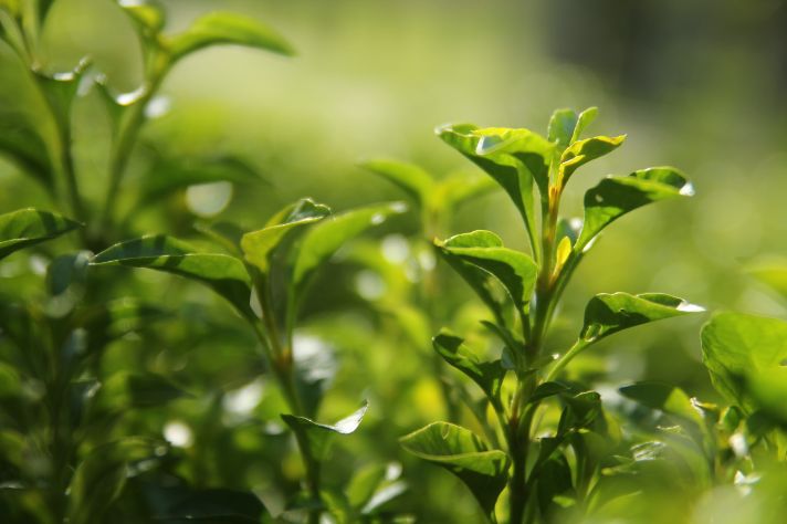 green tea plant closeup
