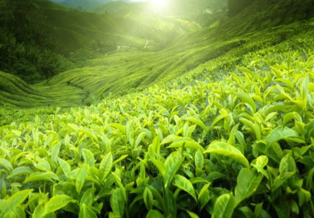 green tea plantation